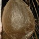 Een varkensblaas © 