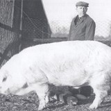 Jan Pleiter toont in de vijftiger jaren een dekbeer met een gewicht van 412 kilo! © collectie fam. Pleiter