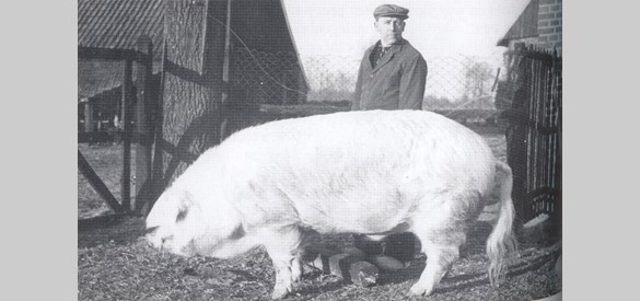 Jan Pleiter toont in de vijftiger jaren een dekbeer met een gewicht van 412 kilo!