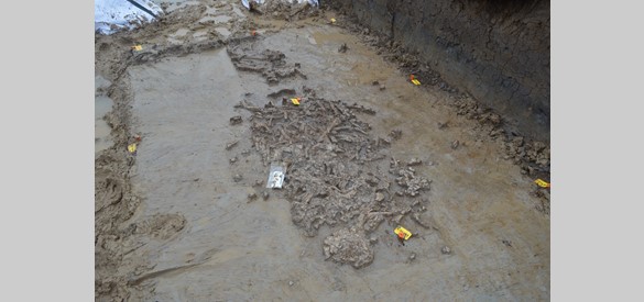 Drone opname van prehistorische skeletten in Tiel-Medel