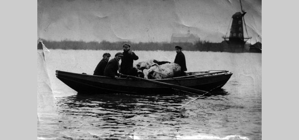 Het vee wordt in veiligheid gebracht tijdens de watersnood in het Land van Maas en Waal, 1926