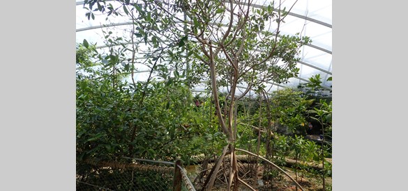 Rode mangroveboom