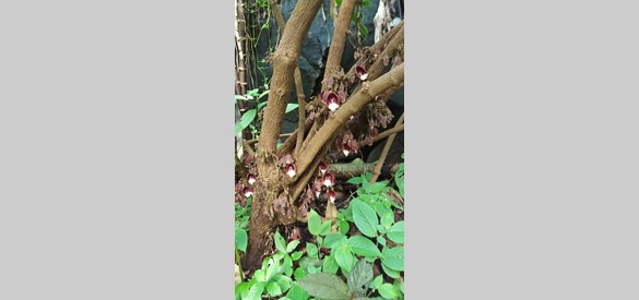 Uiterst zeldzame boom, aristologia in bush
