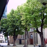 Gerechtsbomen bij de kerk © CC0
