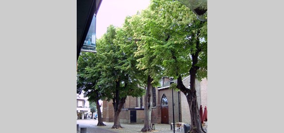 Gerechtsbomen bij de kerk