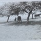 Bennie haalt de paarden uit de weide © CC0