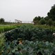 Oude gewassen in de Romeinse tuin © Stichting Boomgaard De Steenen Camer