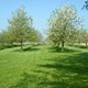 Boomgaard Doddendaal in bloei. © Gemeente Beuningen	