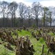 Geriefhoutbosje met afgezet, ofwel afgezaagd hakhout. © Gemeente Beuningen	