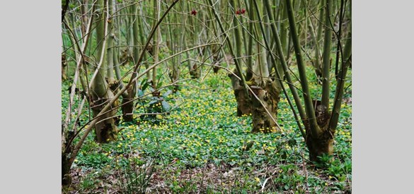 Geriefhoutbosje met uitgegroeid hakhout.