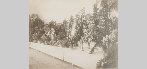 De tentoonstelling ter gelegenheid van het 25-jarig bestaan van de afdeling ‘Velp en omstreken’ van de Nederlandsche Maatschappij vor Tuinbouw en Plantkunde, foto door W.K. baron van Pallandt, 1904.