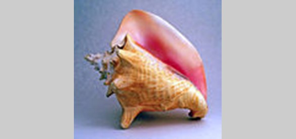 Strombus gigas, de opvallend grote, roze schelp waarvan er in de Schelpengalerij meer dan 7000 zijn toegepast.
