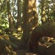 Neem een kijkje binnenin de reuzenlevensboom © Geldersch Landschap & Kasteelen, Nico van Haastrecht