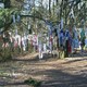 Koortsboom in Overasselt. © 
