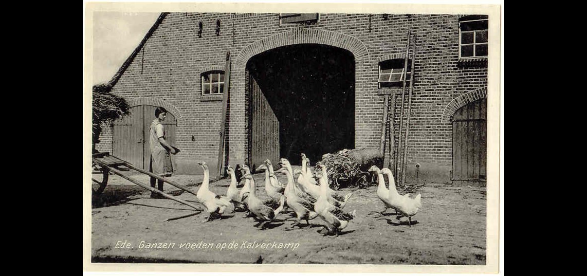 Foto ganzen voeren op boerderij Kalverkamp, ca. 1960. Collectie Historisch Museum Ede