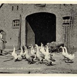 Foto ganzen voeren op boerderij Kalverkamp, ca. 1960. Collectie Historisch Museum Ede
