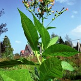 Een tabaksplant aan de hoek van de Kleterstraat en Molenweg (Bron: Museum Oud Nijkerk, foto G. van de Veen, Nijkerk)
