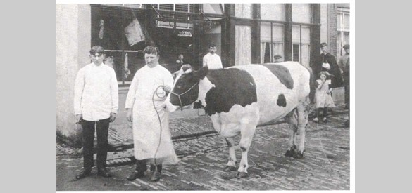 Marcus van Spier met een koe voor de slagerij aan de Zandstraat. Foto Ypma, 1916.