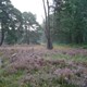 Schovenhorst heide