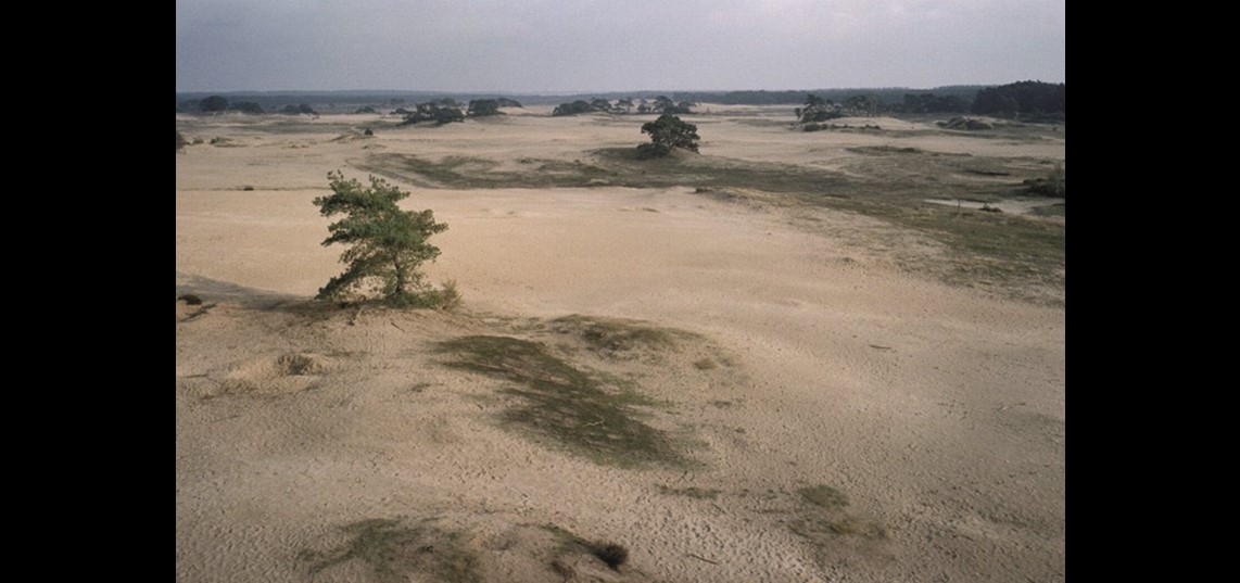 Grote zandverstuiving met verspreid staande bomen op de Veluwe