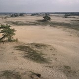 Grote zandverstuiving met verspreid staande bomen op de Veluwe