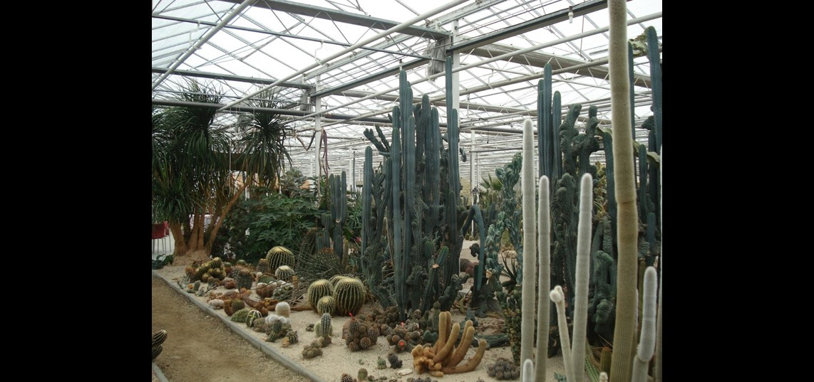 Cactusoase Ruurlo