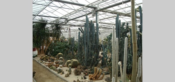 Cactusoase Ruurlo