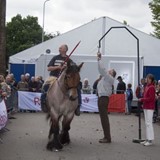 Paardenmarkt 2011 Ringsteken met Belgische trekpaarden