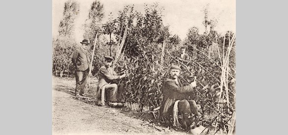 Tuinbouw in Elst, circa 1910 (Bron: de Gelderland Bibliotheek)