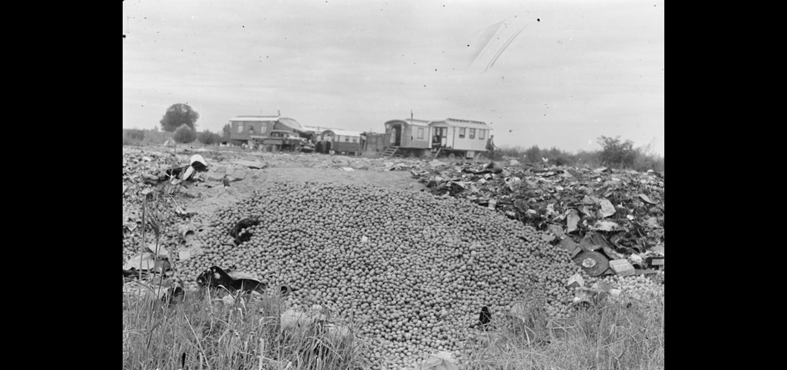 Fruitteelt in Tiel, 1949 (Fotograaf: Dolf Kruger, bron: [DKR-10001-5], De Waarheid, Nederlands Fotomuseum)