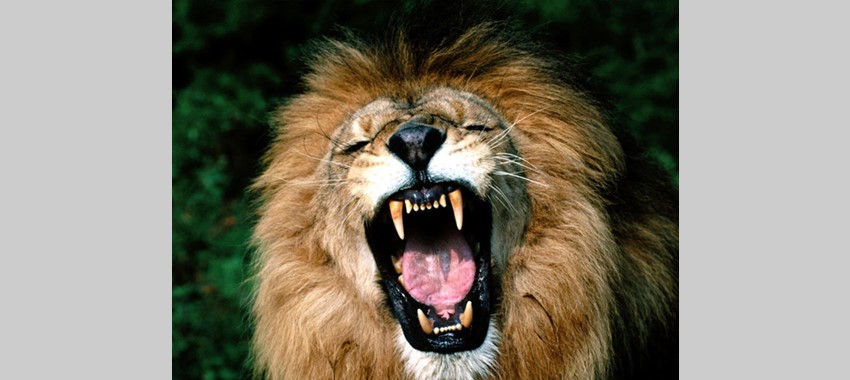 Leeuwen 'in het wild' in Burgers Zoo | Mijn Gelderland