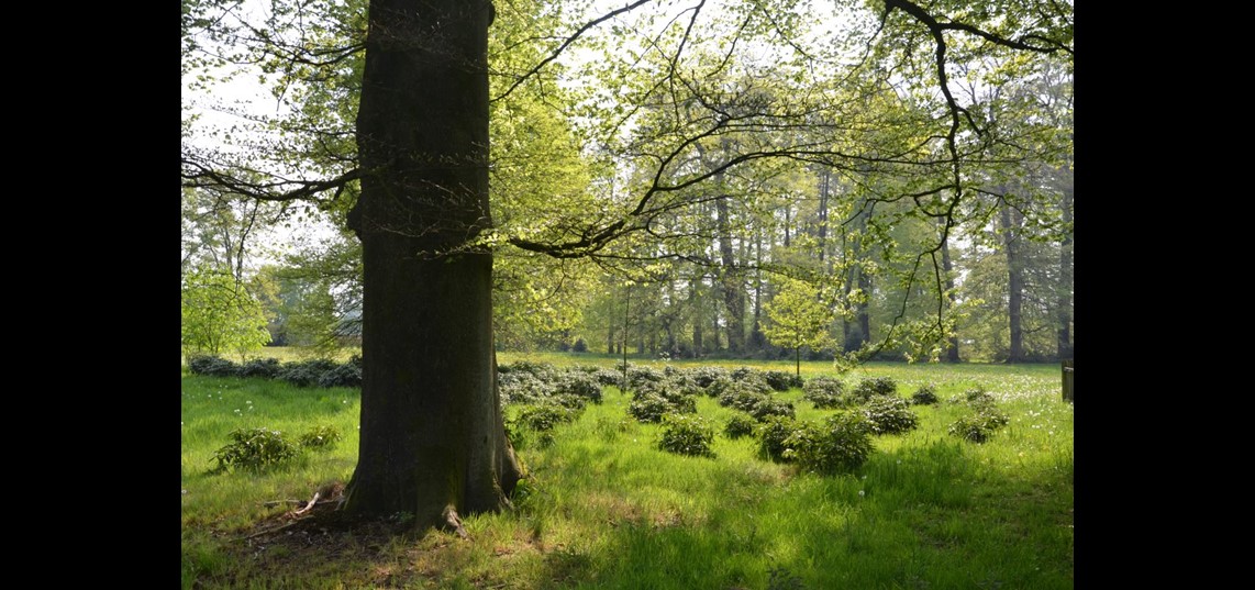 De bomen aan de kant van de Zutphensestraatweg zijn waarschijnlijk al door J.D. Zocher jr. aangeplant in 1823 en zijn dus al bijna 200 jaar oud (Bron: Marianne Poorthuis, foto uit 2014)