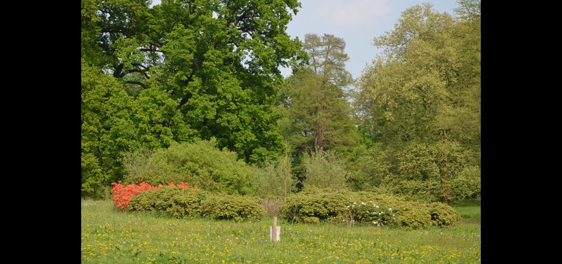 De ronde bosschages zorgen voor afwisseling in soort, maat en kleur in het park (Bron: Marianne Poorthuis)