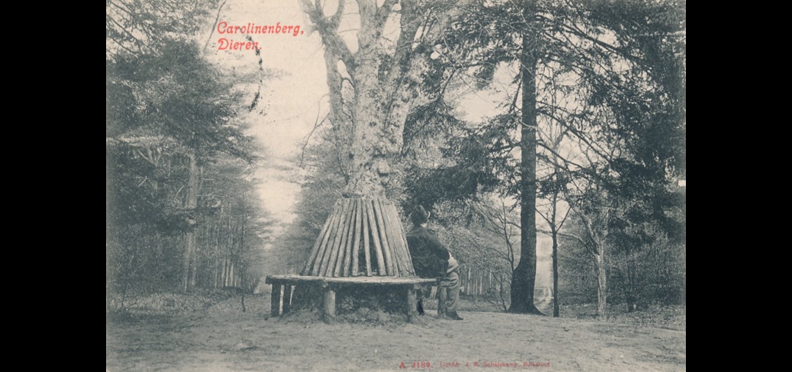 Sterrenbos met veertien lanen op de Carolinaberg, foto begin 20e eeuw. Collectie De Vries
