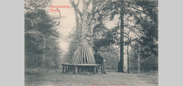 Sterrenbos met veertien lanen op de Carolinaberg, foto begin 20e eeuw. Collectie De Vries