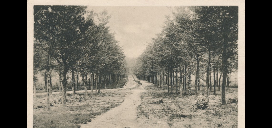 Koningswegen en boslanen bij de Willemsberg, foto begin 20e eeuw. Collectie De Vries