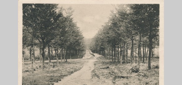 Koningswegen en boslanen bij de Willemsberg, foto begin 20e eeuw. Collectie De Vries