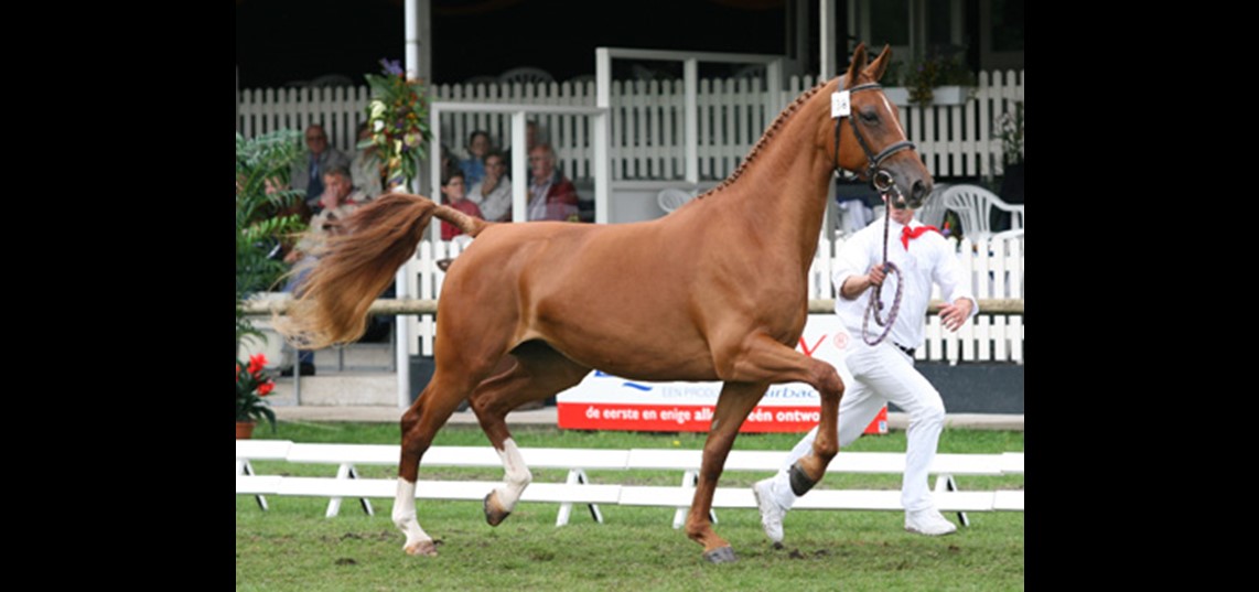Het Gelderse paard 