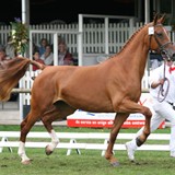 Het Gelderse paard 