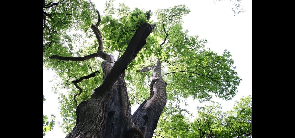 De Kabouterboom is de dikste boom van Nederland