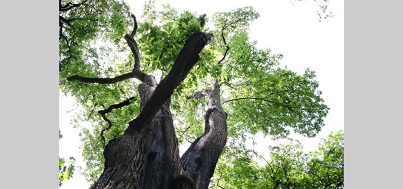 De Kabouterboom is de dikste boom van Nederland
