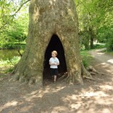 Holle boom bij kasteelruïne in Hemmen (Bron: Wikimedia)