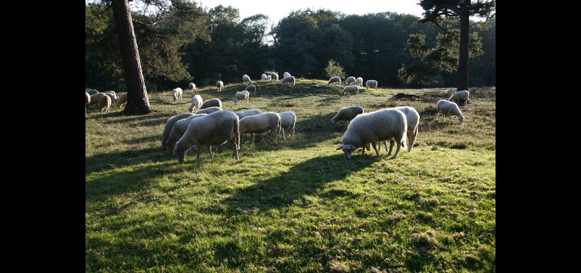 Warnsborn omgeving grafheuvel schapen grazen