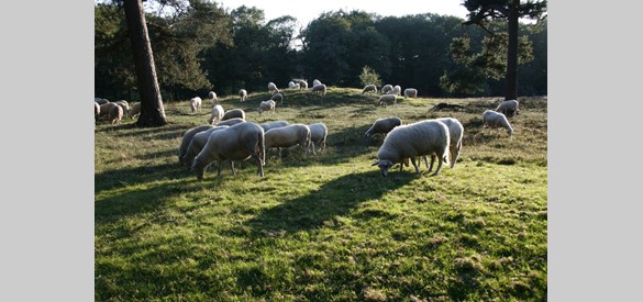 Warnsborn omgeving grafheuvel schapen grazen